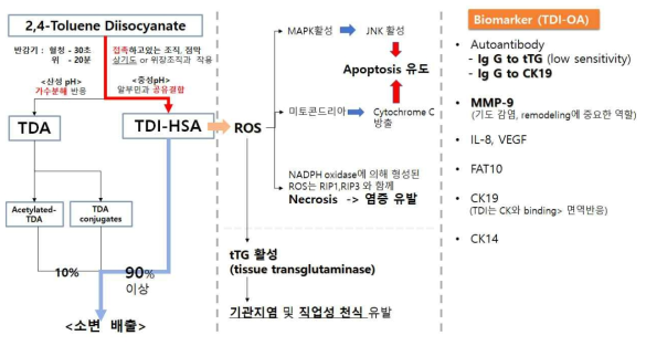 톨루엔 디이소시아네이트 체내 대사과정 및 독성기전