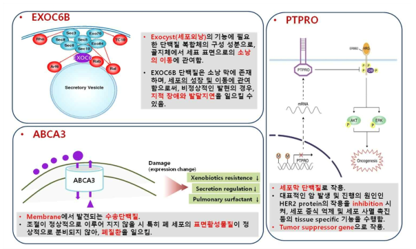 에틸렌디아민 생체지표 기능