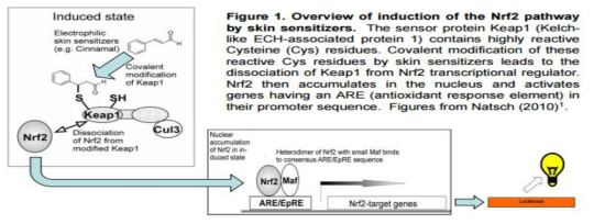 감작성 물질에 의한 감작정도를 Nrf2 pathway의 활성화를 분자지표로 평가하는 Keratinosens™ 시험법