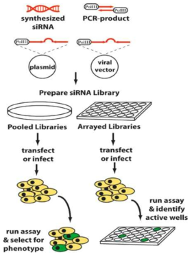 siRNA를 이용한 연구에서 일반적인 방법(왼쪽)과 HTS 방법(오른쪽)의 비교