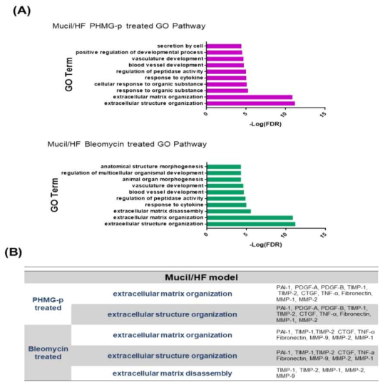 Mucil/HF 모델에서 폐섬유화 유발물질에 의한 Gene ontology 분석 결과
