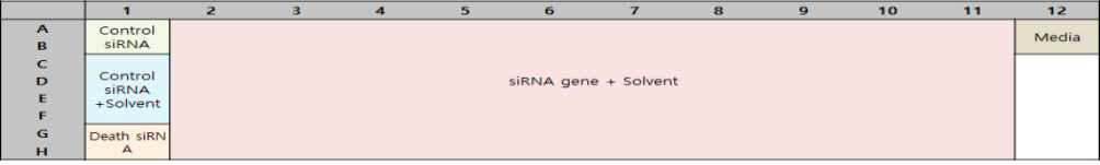 설계한 siRNA library plate의 구성