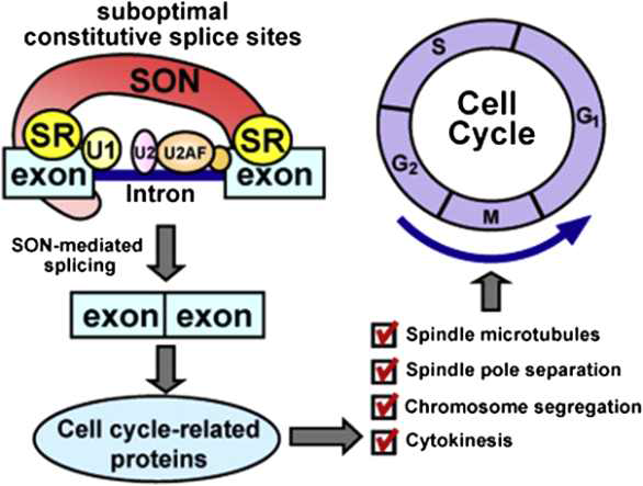 세포 주기에 대한 SON의 역할(Ahn 등, 2011)