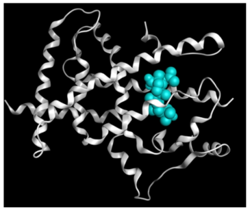 PPARg 호모로지 모델 구축을 위해 사용한 Betulinic acid(Antagonist)를 포함한 PPARg 주형 (Template) 5LSG의 구조 (흰색 : 단백질, 하늘색 : 리간드 분자)