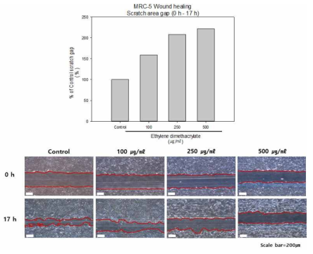 Wound healing assay를 통한 세포이동성 평가 (ethylene dimethacrylate)