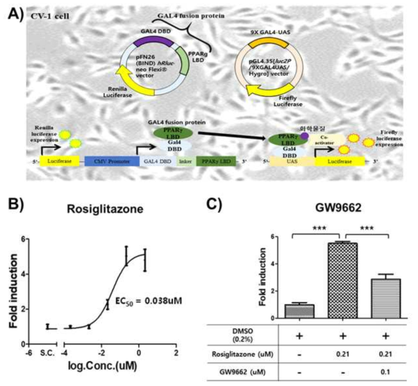 PPARg reporter gene assay의 구축 및 대표적인 화학물질 반응성 확인 (A. CV-1 cell에 hPPARg fusion vector와 pGL4.35[luc2P/9XGAL4UAS/Hygro]를 형질전환시 fusion vector에서는 합성 단 백질과 renilla luciferase를 발현함. 또한 합성단백질과 pGL4.35 [luc2P/9XGAL4UAS/Hygro]의 결합시 UAS 하위에 위치한 firefly luciferase가 발현함. 두개의 플리스미드를 이용하여서 PPARg에 대한 화학물질의 레포터진 발현량을 확인. B. DMSO를 기준으로 Rosiglitazone의 농도별(0.00021uM ~ 2.15uM) 레포터진 발현량 및 반수영향농도(EC50) (** P<0.01, *** P<0.001). C. DMSO, Rosiglitazone, Rosiglitazone과 0.1uM의 GW9662 동시처리 그룹의 레포터진 발현량.)
