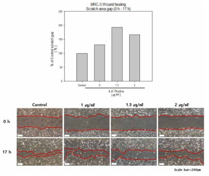 Wound healing assay를 통한 세포이동성 평가 (4,4’-thiobis)