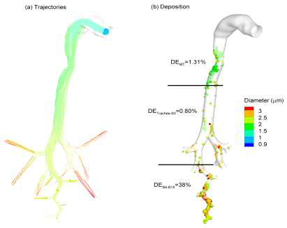 직경 900nm 에어로졸의 점적 크기에 따른 기관기관지내 이동경로 (a) 및 침적 (b) 시뮬레이션