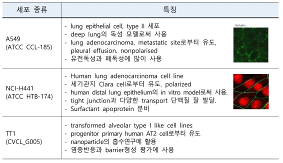 폐포 상피세포주 별 특징