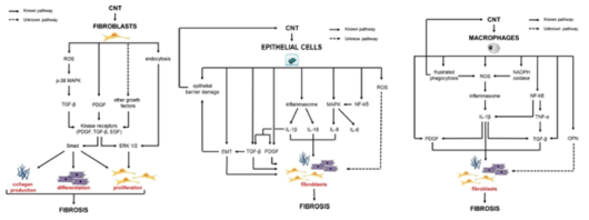 세포별 섬유증의 유도 기전