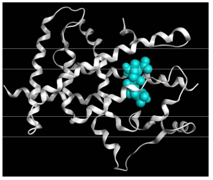 PPARg 호모로지 모델 구축을 위해 사용한 Betulinic acid(Antagonist)를 포함한 PPARg 주형 (Template) 5LSG의 구조 (흰색 : 단백질, 하늘색 : 리간드 분자)