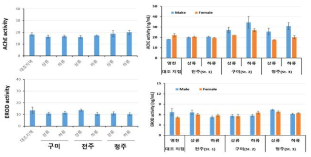 현장 조사지점의 피라미 EROD, AChE 활성도(좌: 2019년 5월, 우: 2020년 5월)