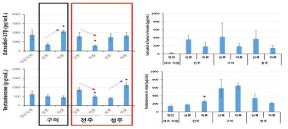 현장 조사지점에서 채집된 피라미의 성 호르몬 변화(좌: 2019년 5월, 우: 2020년 5월)