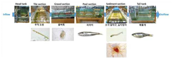 하천모의생태계 시스템 구성 및 시험생물종
