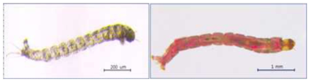 깔따구 1령(좌)과 3령(우) 유충