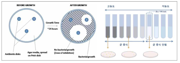 미생물을 이용한 디스크 확산분석법(한국의과학연구원)