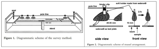 홍합을 이용한 성장억제 시험(Sera et al., 2000)