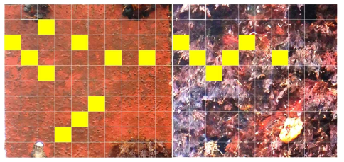 패널 오염도 평가(예시: biofilm 10%-좌, 홍조류 6%-우)