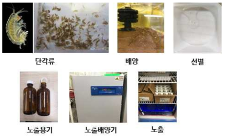 단각류(Hyalella azteca)의 노출 과정