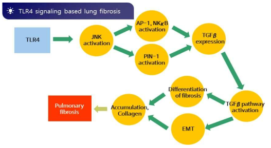 TRL4 기반 폐섬유화 putative 단일 AOP 구축(자체 실험 data 활용)