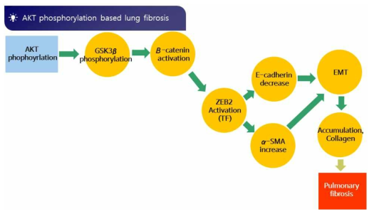 AKT 인산화 기반 폐섬유화 putative AOP 구축(협동 1과제 실험 data)