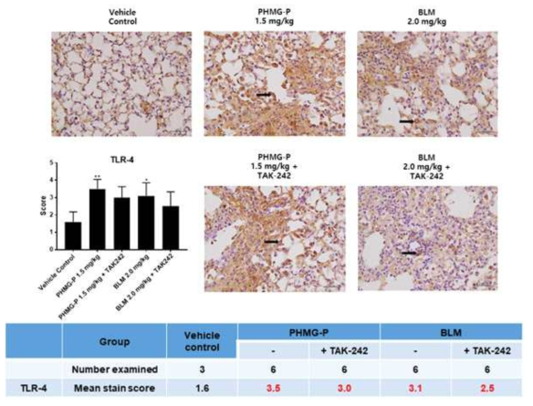 폐섬유화 유발물질 투여에 의한 TLR4 발현분석 결과(단백질)