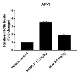 폐섬유화 유발물질 투여에 의한 AP-1 발현분석 결과(유전자)