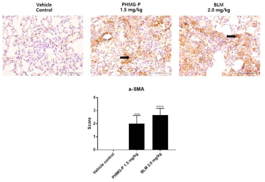 폐섬유화 유발물질 투여에 의한 a-SMA 발현분석 결과(단백질)