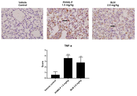폐섬유화 유발물질 투여에 의한 TNF-a 발현분석 결과(단백질)