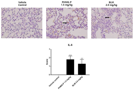 폐섬유화 유발물질 투여에 의한 IL-6 발현분석 결과(단백질)