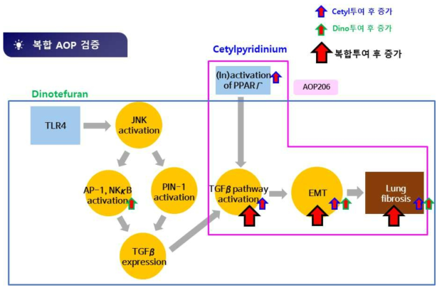 Dinotefuran 및 cetylpyridinium 단독, 복합투여 동물모델에서 putative AOP의 검증