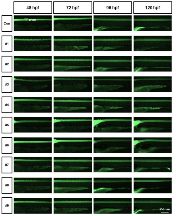 tg (elavl3:eGFP)를 활용한 단일물질 신경독성평가 (Axon width)