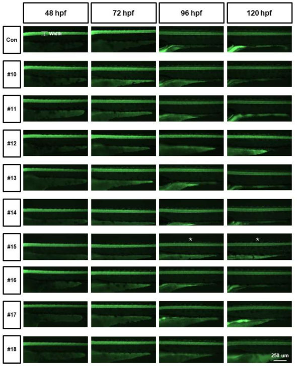 tg (elavl3:eGFP)를 활용한 단일물질 신경독성평가 (Axon width)