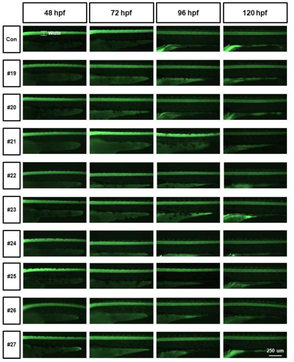 tg (elavl3:eGFP)를 활용한 단일물질 신경독성평가 (Axon width)