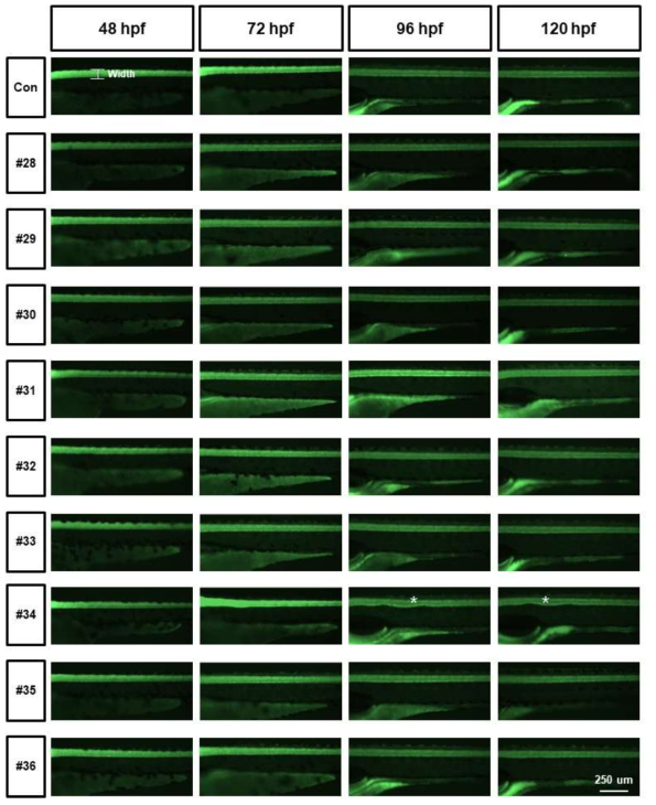 tg (elavl3:eGFP)를 활용한 단일물질 신경독성평가 (Axon width)