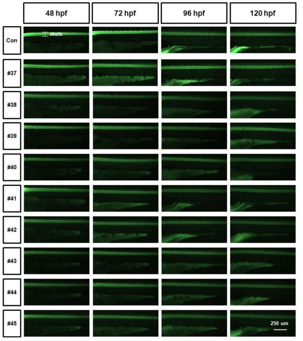 tg (elavl3:eGFP)를 활용한 단일물질 신경독성평가 (Axon width)