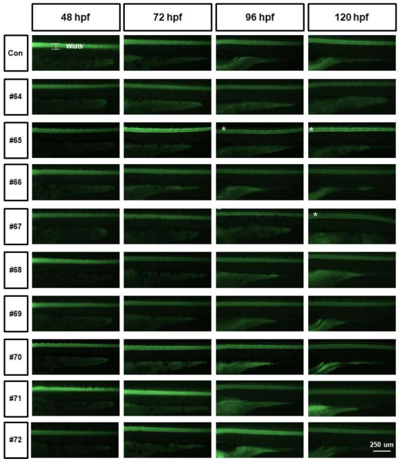 tg (elavl3:eGFP)를 활용한 단일물질 신경독성평가 (Axon width)