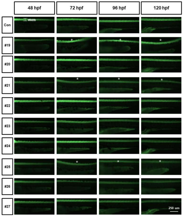 tg (elavl3:eGFP)를 활용한 복합물질 신경독성평가 (Axon width)