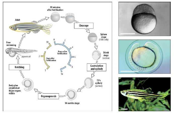 제브라피쉬 발달 단계. 제브라피쉬는 발달이 매우 빠르며, 수정 후 5일째에 대부분의 기관 발달 및 형성을 완료함
