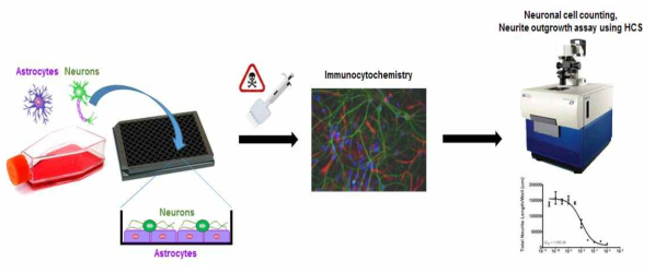 신경(교)세포주를 이용한 신경독성 평가 방법