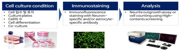신경(교)세포주를 이용한 신경독성 평가 방법의 구축