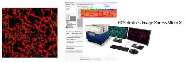 HCS 장비를 통한 Neurite outgrowth의 분석