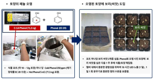 토양의 페놀 오염 및 화분 설치 및 식물체 도입