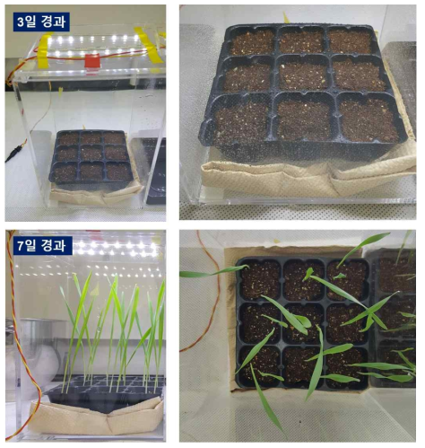 식물체 도입 후 3일 및 7일 경과