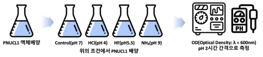 산과 염기 조건에서 PNUCL1 배양