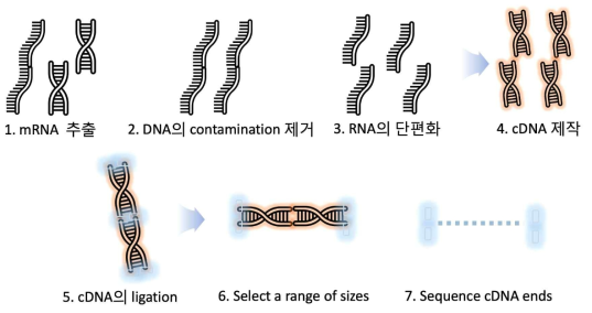 RNA 시퀸싱 실험 순서도