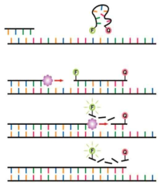 qPCR 분석 원리