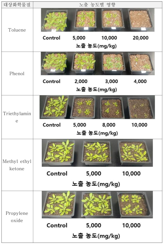 누출모사 직후(모물질) 애기장대 phenotype 영향(유기물질)