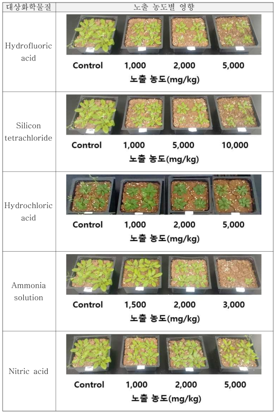 누출모사 직후(모물질) 애기장대 phenotype 영향(무기물질)