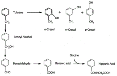 미생물에 의한 톨루엔의 분해 기작 (Toluene metabolites as biological indicators of exposure, Crispin H pierce)